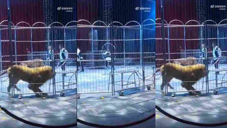 Lion escape from cage at zoo, video goes viral