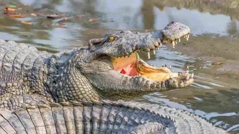72-year-old man torn apart by 40 crocodiles after falling into enclosure 72-year-old man torn apart by 40 crocodiles after falling into enclosure