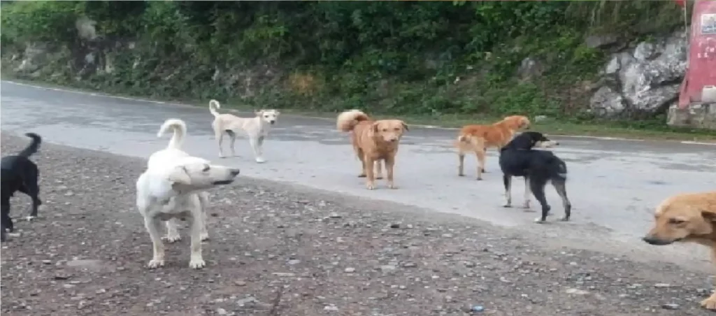 After Surat, child died due to dog attack in Amreli, 3 year old child was attacked