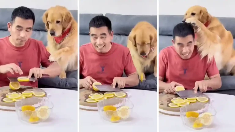 Dog Gave Funny Reaction Video Goes Viral On Social Media Dog Gave Funny Reaction Video Goes Viral On Social Media