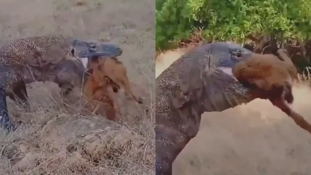 Komodo Dragon Hunts Down and Swallows Its Prey Within Seconds, Terrifying Video of Reptile's Hunting Skills Goes Viral