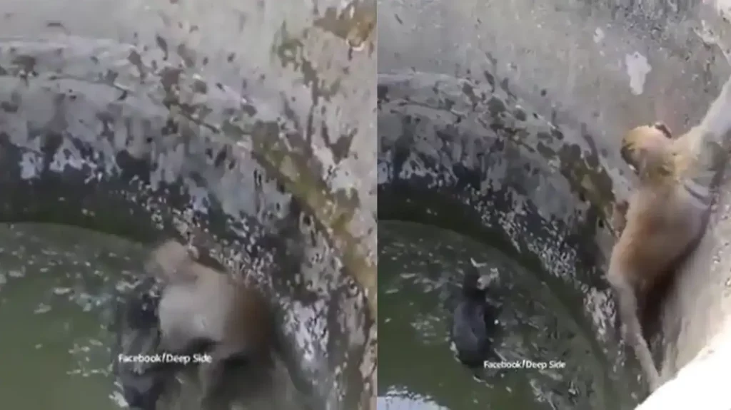 Monkey saves kitten stuck in abandoned well in old viral video. Watch