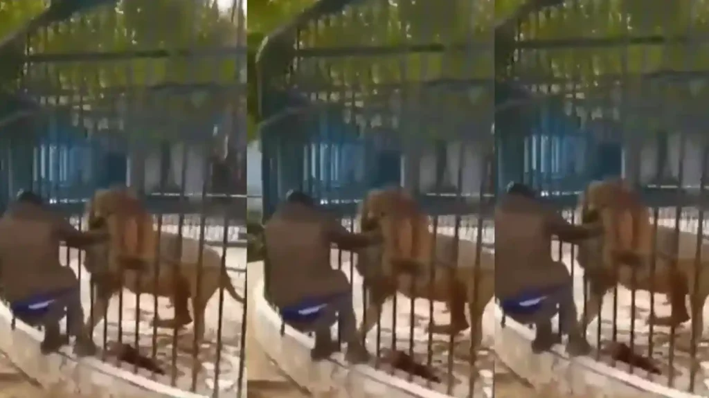 Shocking moment man gets hand trapped in lion's mouth