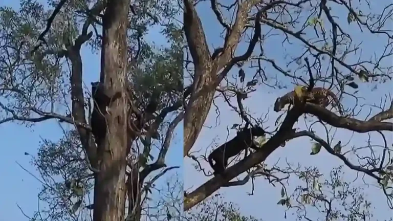 Watch A Black Panther And Fierce Leopard Go Face-To-Face High Up In A Tree Watch A Black Panther And Fierce Leopard Go Face-To-Face High Up In A Tree