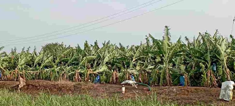 Unseasonal rain causes crop loss for crop farmersUnseasonal rain causes crop loss for crop farmers Unseasonal rain causes crop loss for crop farmers