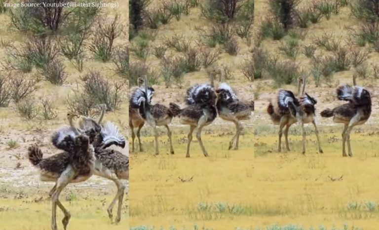 Ostriches dance in circles