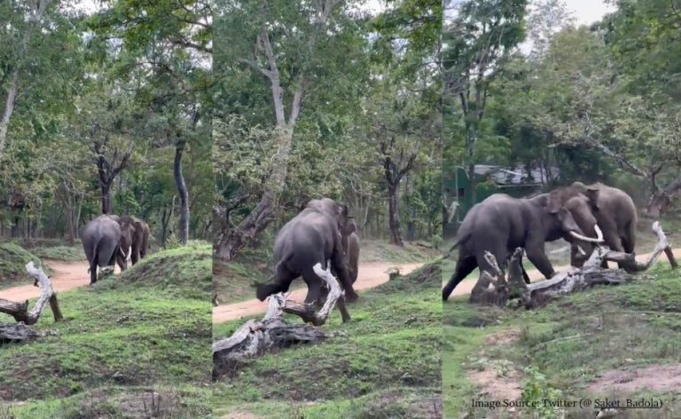 A surprising brawl of elephants caught on camera