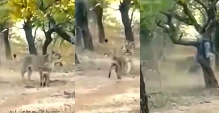 stray dogs scare off lion by chasing it. Watch