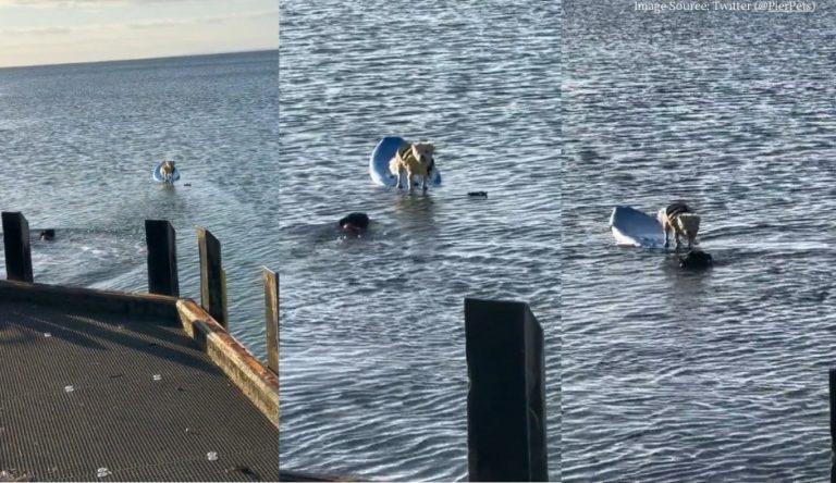 ડૂબતા મિત્રને બચાવવા કૂતરો કૂદી પડ્યો પાણીમાં, પછી શું થયું? જુઓ  આ વીડિયોમાં ડૂબતા મિત્રને બચાવવા કૂતરો કૂદી પડ્યો પાણીમાં, પછી શું થયું? જુઓ આ વીડિયોમાં