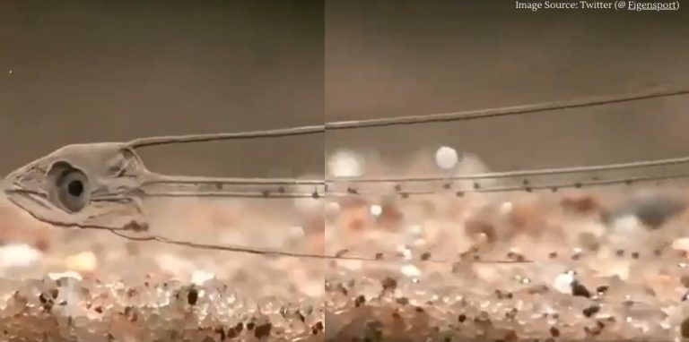 transparent fish video viral on Social Media