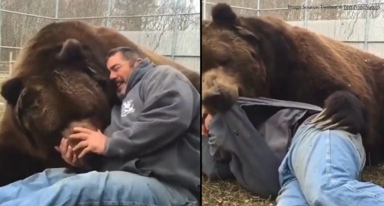 રીંછને ગળે લગાડીને રમતો જોવા મળ્યો યુવક, વિડીયો જોઈને લોકો થયા આશ્ચર્યચકિત.. જુઓ મસ્તીભર્યો વિડીયો..