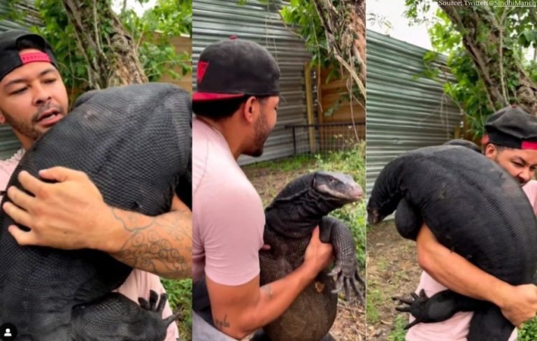 man playing with the world's largest lizard taking on his lap