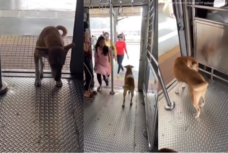This stray dog travels in Mumbai local to go from Borivali to Andheri every day. Watch