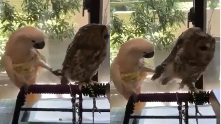 cockatoo owl harassment video people said file case