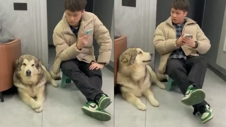 dog copied his owner people give hilarious reaction on it dog copied his owner people give hilarious reaction on it