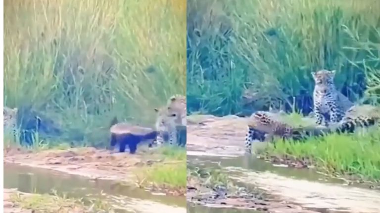 three leopards attack on honey bazer, watch video