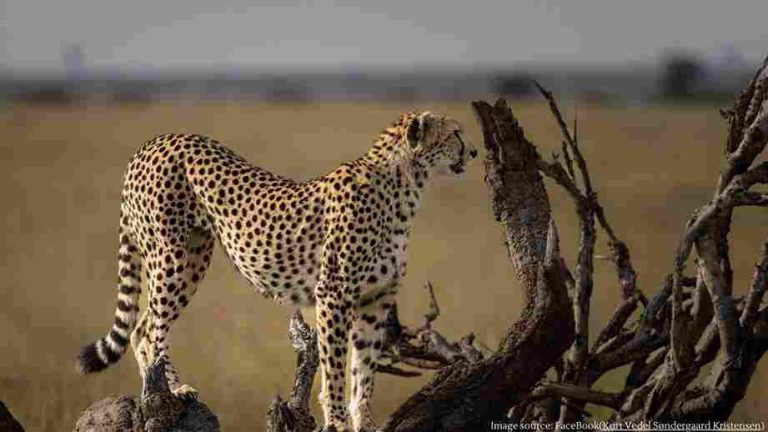 Another Cheetah dies at Kuno National Park, third death in three months Another Cheetah dies at Kuno National Park, third death in three months