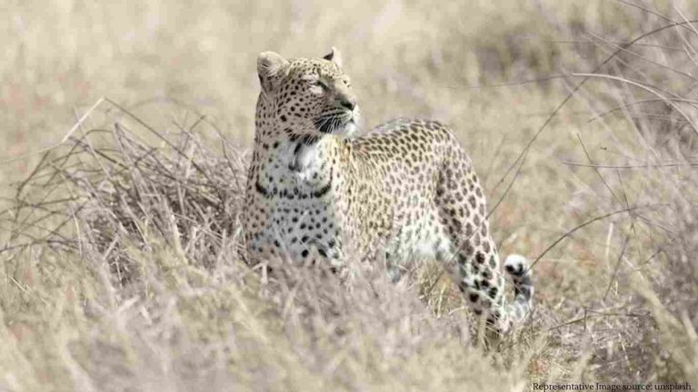 female cheetah die due to attack from male cheetah during breeding female cheetah die due to attack from male cheetah during breeding