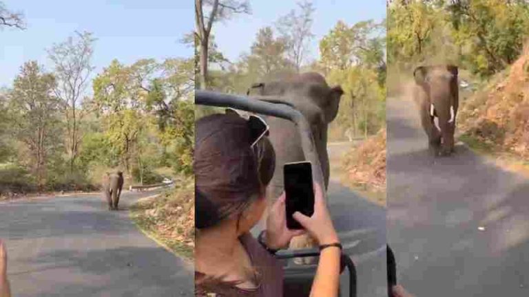 Watch: Elephant Chases Jungle Safari Vehicle After Tourist Screams In Panic