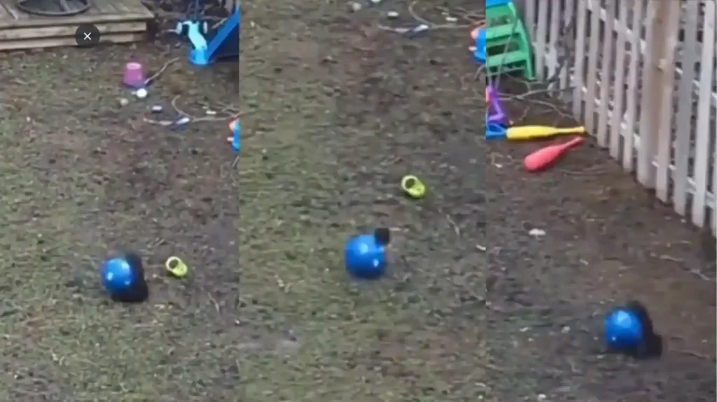 squirrel playing with ball will melt your heart see the viral video