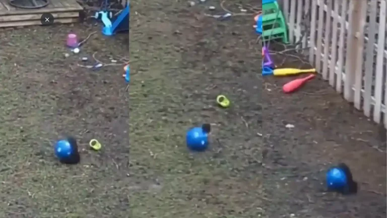 squirrel playing with ball will melt your heart see the viral video