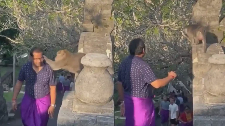 woman trick to take back glasses from monkey goes viral on internet woman trick to take back glasses from monkey goes viral on internet