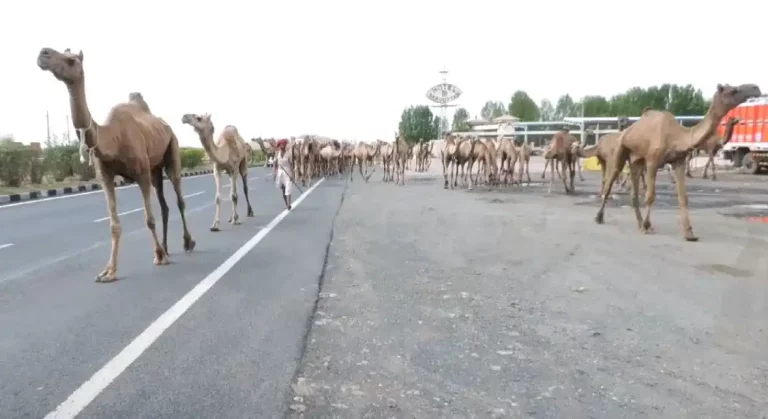 150 camels were saved by being taken to the slaughter house