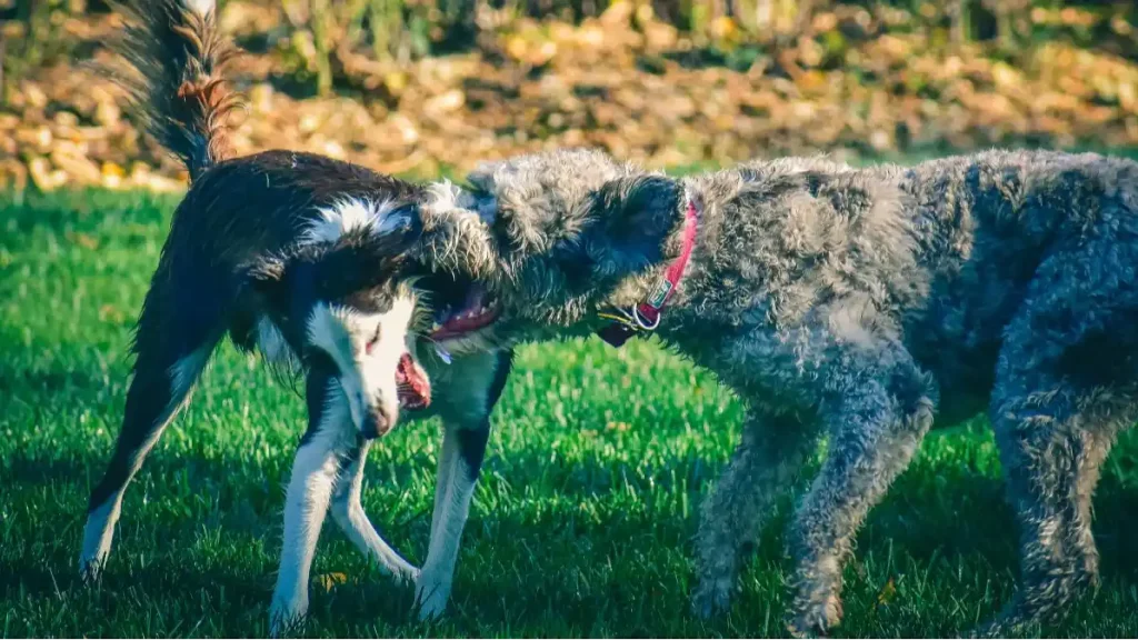 Dogs get angrier over time, dog bites increase this season, says Harvard study