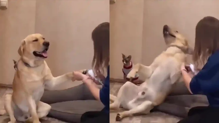 Give Him An Oscar: Dog’s Dramatic Reaction To Nail Clipping Is Hilarious