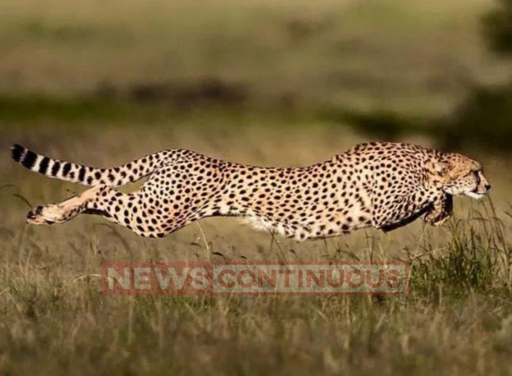 Madhya Pradesh: Cheetah named Tejas was traumatized by violent fight...' Shocking revelation in Postmortem report on Cheetah death case