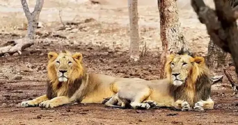 Madhya pradesh: The country's tiger reserves are targeted by poachers; a major threat to Tadoba, Pench