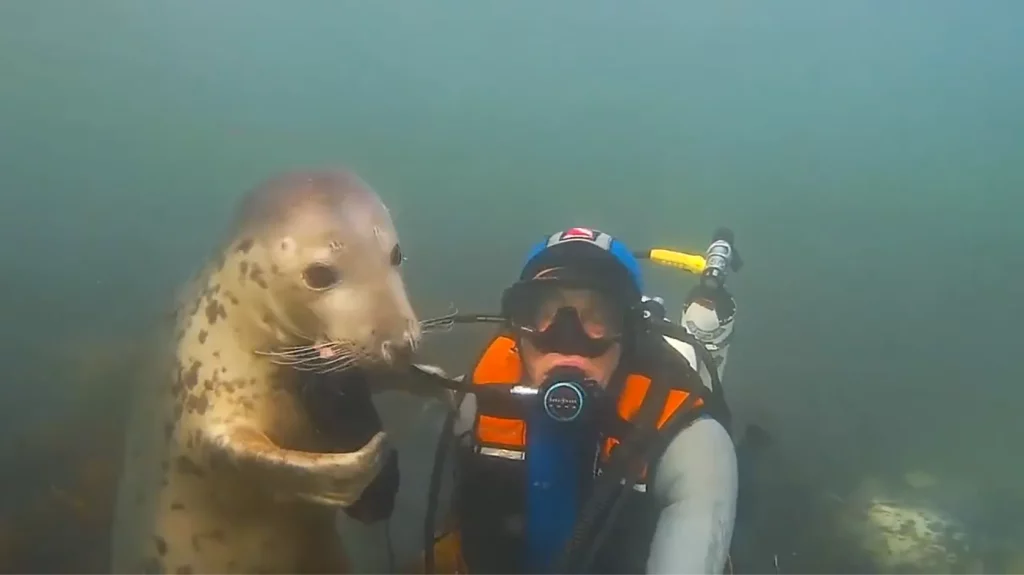 Viral Video of Seal Embracing Scuba Diver Has Left Social Media Users in Awe