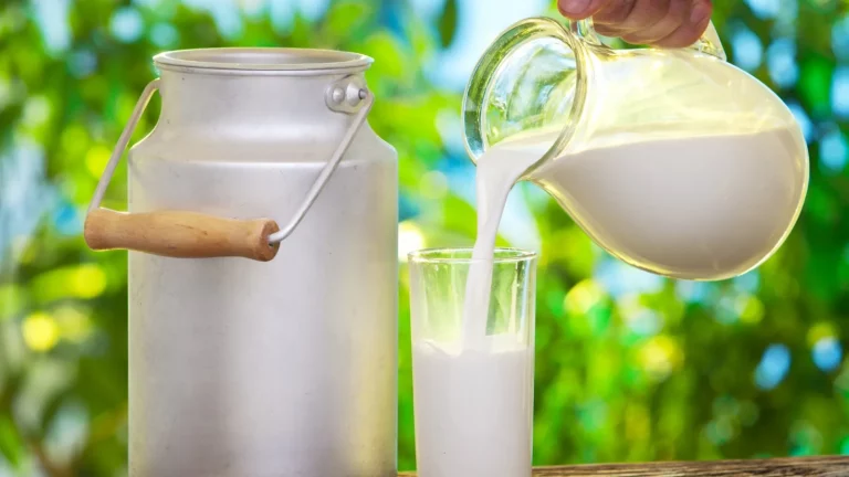 With 24 contributions to global milk production India ranks number 1 in the world_11zon With 24% contributions to global milk production, India ranks number 1 in the world