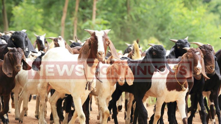 Eid al-Adha 2023 Advisory: 'Ensure that sacrifices are not performed in homes on Bakra Eid', Bombay High Court directs BMC