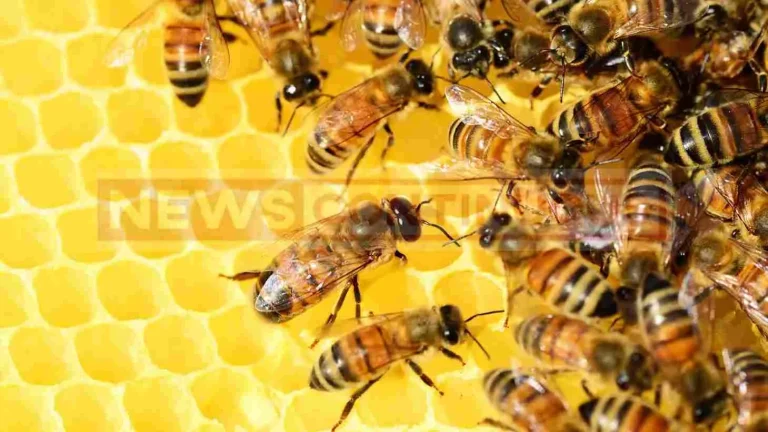 Do bees really die after they sting you? Read what the truth is.