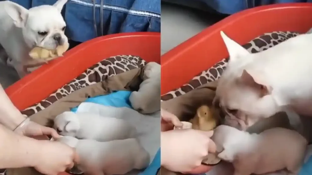 puppy carrying baby duck