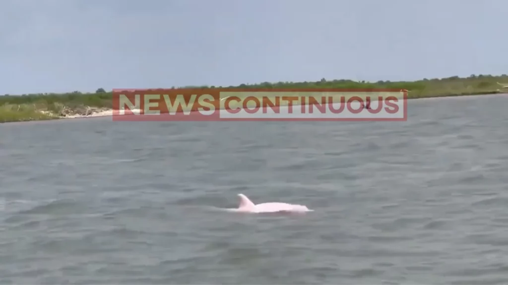 Pink Dolphin : Video of rare pink dolphins go viral, people call it 'awesome'