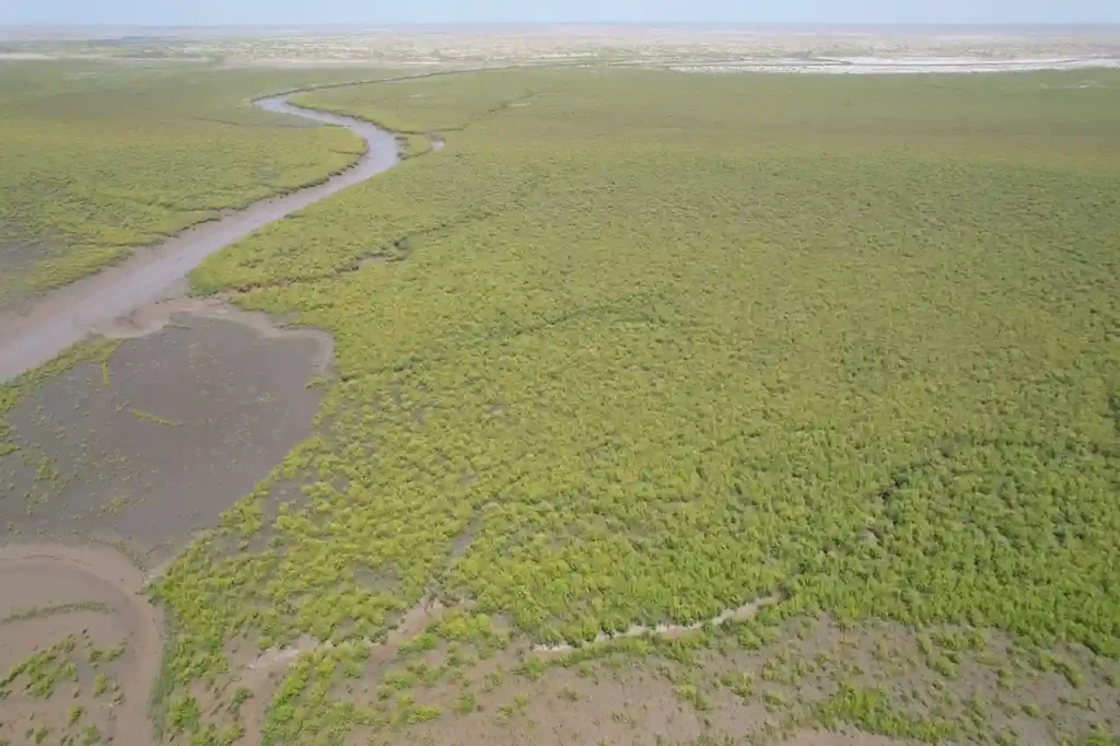 international-mangrove-ecosystem-conservation-day-ahmedabad-district
