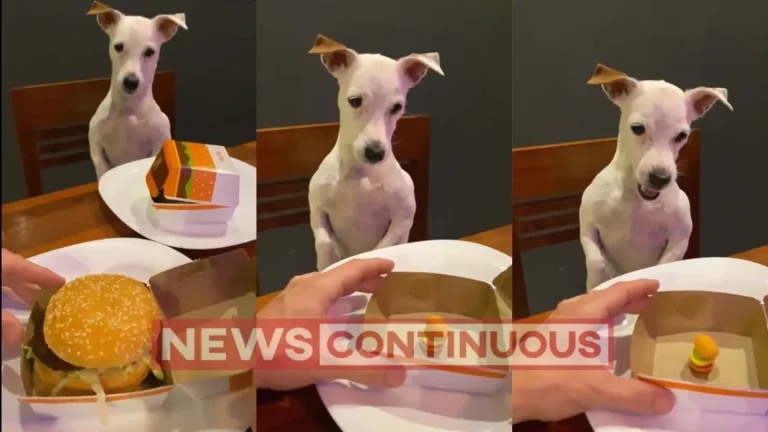 Viral Video: Man Ordered A Big Burger For Himself And A Small One For The Dog, Seeing Which The Dog Got Angry