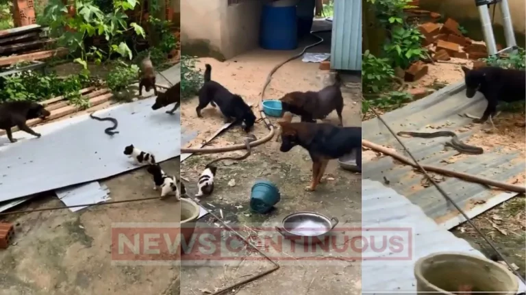 pack of dogs killed a snake, you will be shocked to see the video