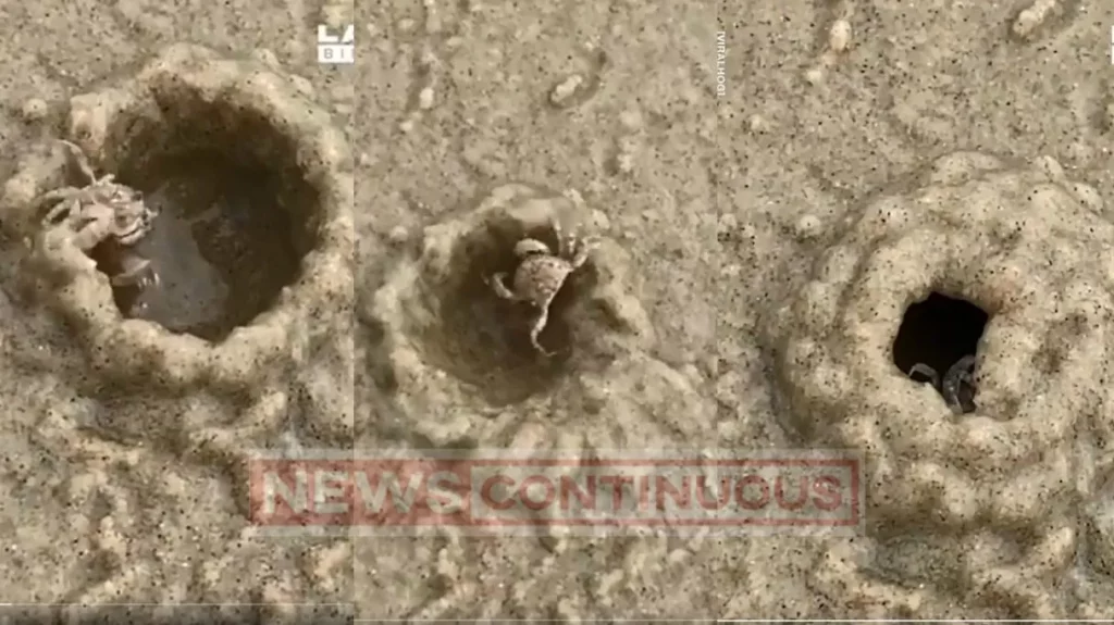 Skills of nature! Watch how quickly a sand bubbler crab can build a home on the beach.