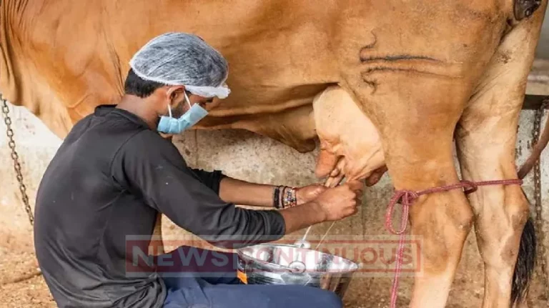 Cow milk Price: A minimum price of Rs 34 per liter for cow's milk; Decision of State Govt