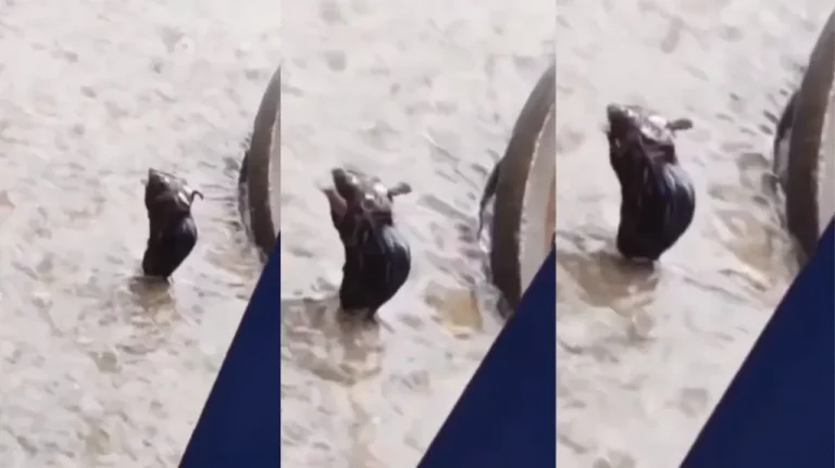 Rat bathing in the mMonsoon rain, Video goes viral on social media