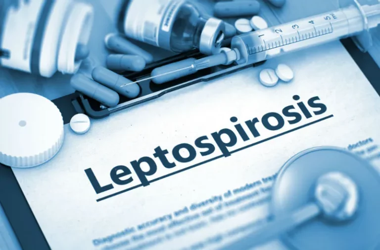 Risk of leptospirosis from walking in rainwater runoff Rainwater walkers should seek immediate treatment_11zon