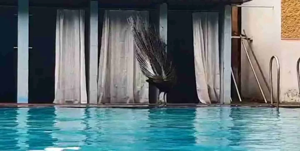 Mumbai: A peacock displays its colourful plumage, at Raj Bhavan