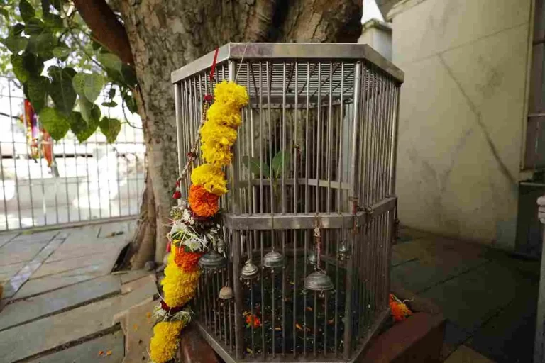Surat: only 3 leaves have been planted on this tree for thousands of years