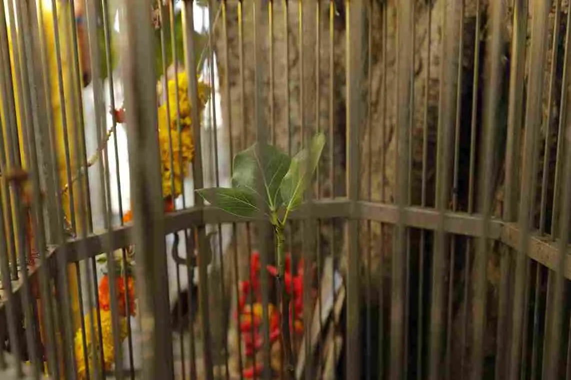 Surat: only 3 leaves have been planted on this tree for thousands of years