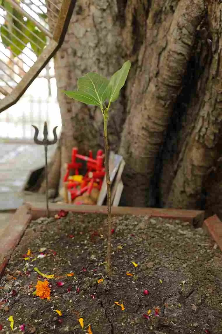 Surat: only 3 leaves have been planted on this tree for thousands of years