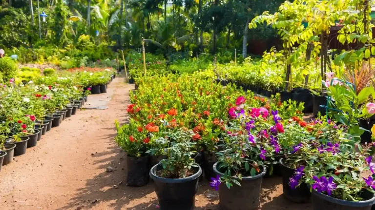 Surat: By scanning the QR code, the location of the nursery of forest department can be obtained.