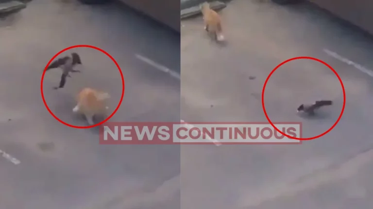 Teamwork : Viral video of crows teaming up against cat shared by Anand Mahindra will crack you right up